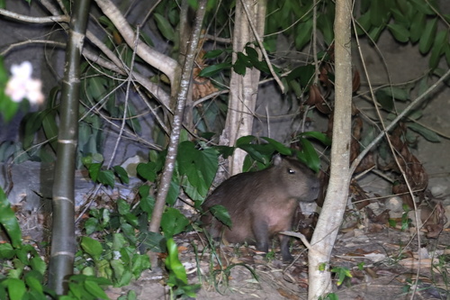 Capybara