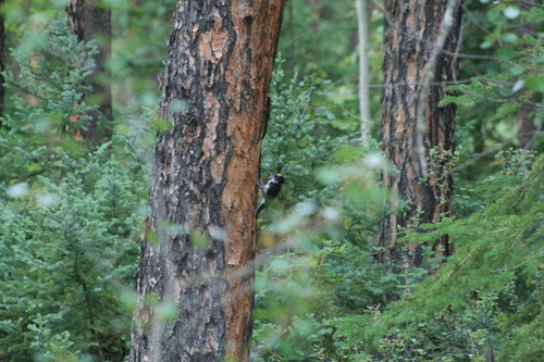 Black-backed Woodpecker