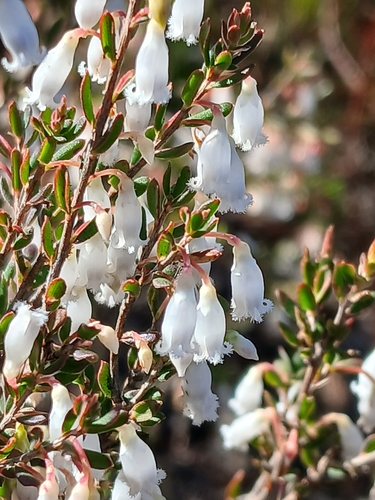 Styphelia pendula observed 2026-08-21