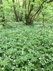 Allium ursinum