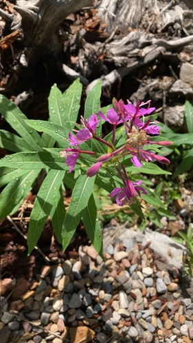 fireweed