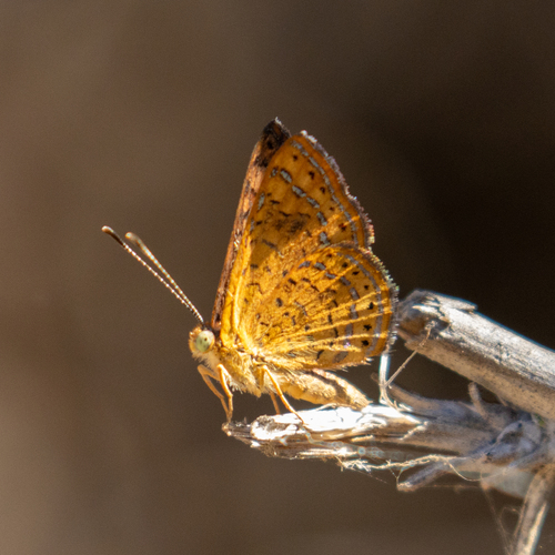 iNaturalist observation photo of Fatal Metalmark
