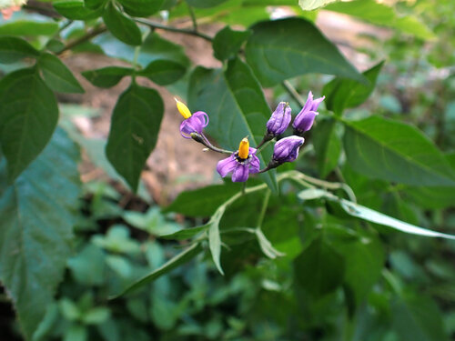 bittersweet nightshade