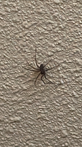 Brown Recluse