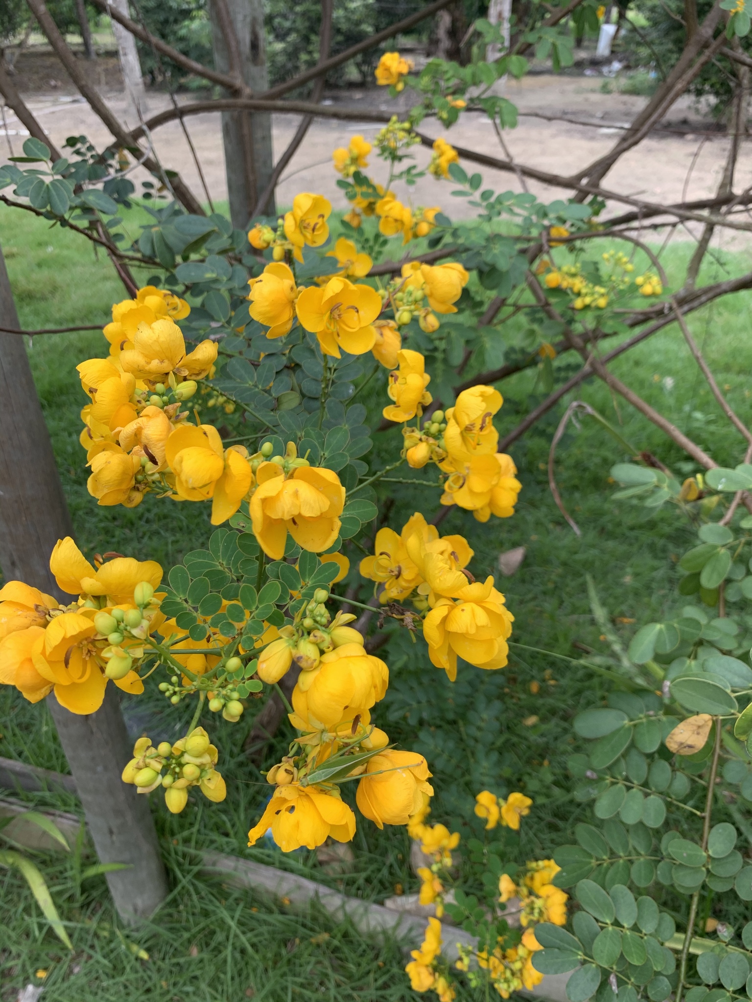 Senna pendula