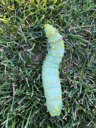 Cecropia Moth