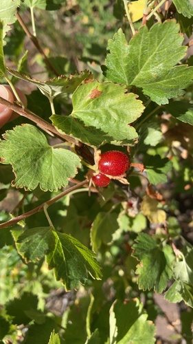 wax currant