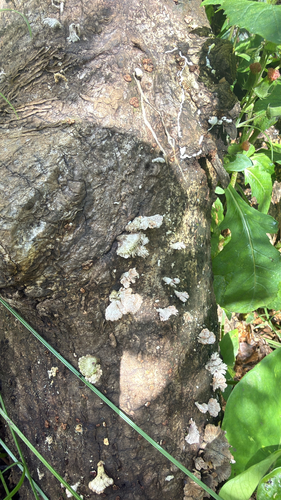 Schizophyllum radiatum, 2026-08-20