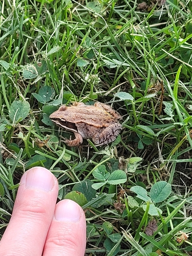 Wood Frog