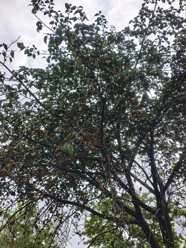 Ficus drupacea observed 2026-08-23