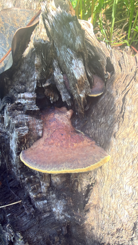 Phellinus observed 2026-08-20