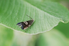 Grapholita compositella