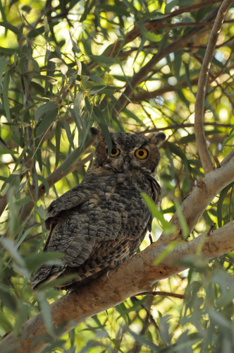 Great Horned Owl