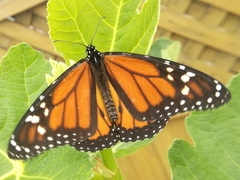 Danaus plexippus