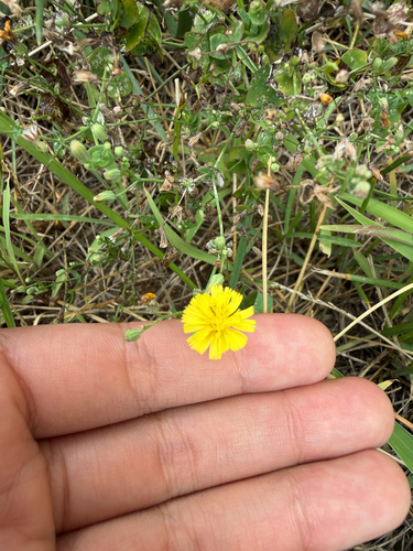 sonchus-leaf crepidiastrum