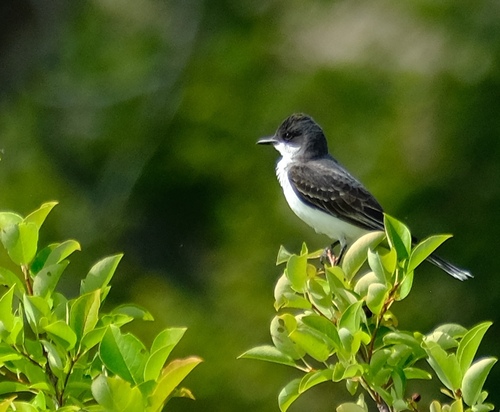 Eastern Kingbird