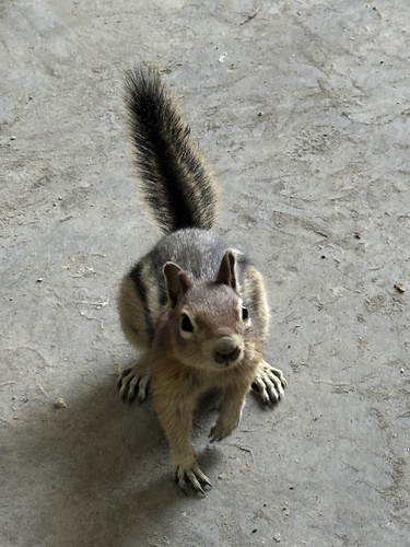 Common Golden-mantled Ground Squirrel