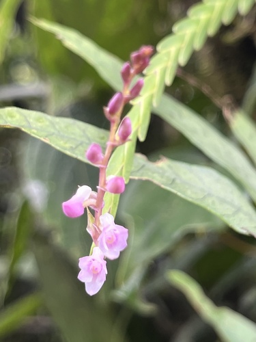 Podochilus falcatus observed 2026-08-19
