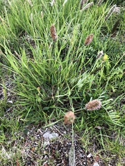 Alopecurus pratensis