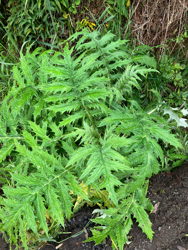 Cirsium subcoriaceum