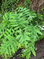 Cirsium subcoriaceum