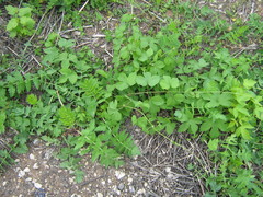 Humulus lupulus