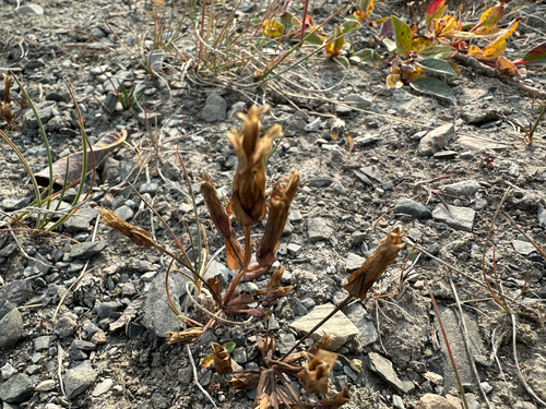 Gentianopsis detonsa observed 2026-08-18