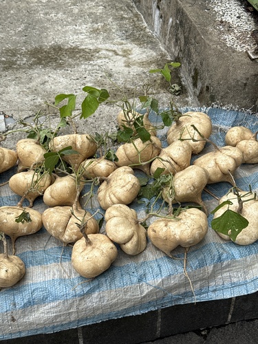 Pachyrhizus erosus observed 2026-08-23