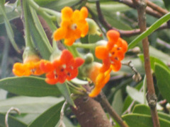 Bonellia macrocarpa macrocarpa