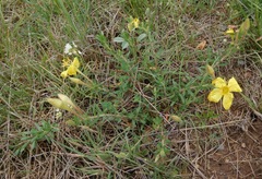 Oenothera hartwegii
