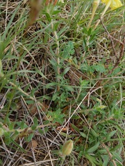 Oenothera hartwegii