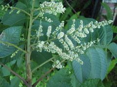 Rhus chinensis