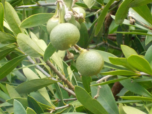 Bonellia macrocarpa ssp. macrocarpa