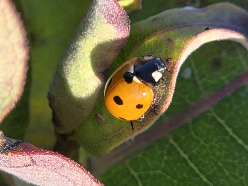 Seven-spotted Lady Beetle