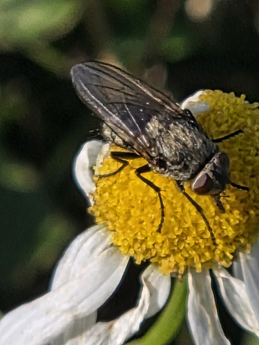 Cluster Flies