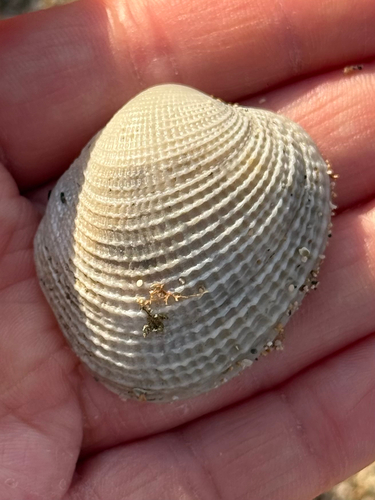 Antigona reticulata observed 2026-08-21