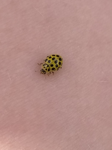 22-spot Ladybird