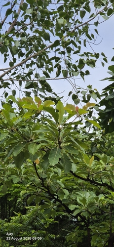 Terminalia bellirica observed 2026-08-23