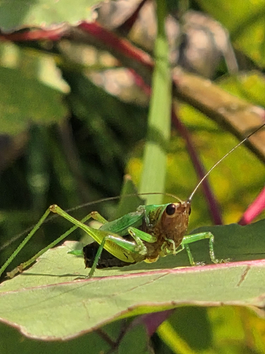 Black-sided Meadow Katydid