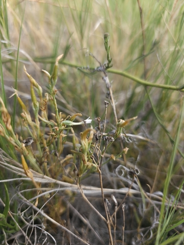 Zeltnera exaltata observed 2026-08-22