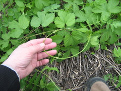 Humulus lupulus