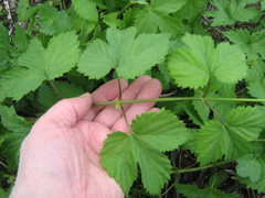 Humulus lupulus