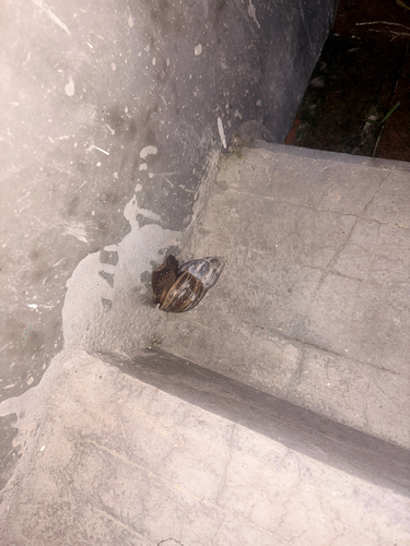 African Giant Snail