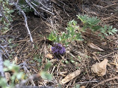 Hydrophyllum capitatum