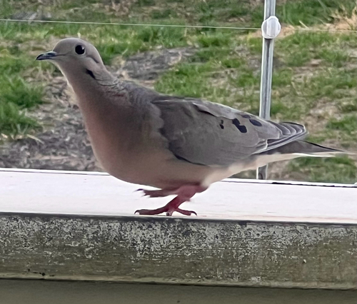 Eared Dove