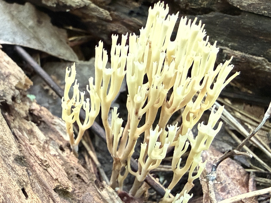 crown-tipped coral fungus · August 2026 · photo: Photo: (c) Hill Craddock, some rights reserved (CC BY) · iNaturalist