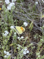 Anthocharis sara sara