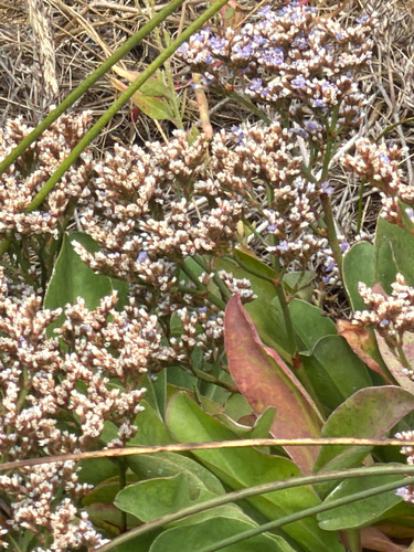 Limonium californicum, photograph 4