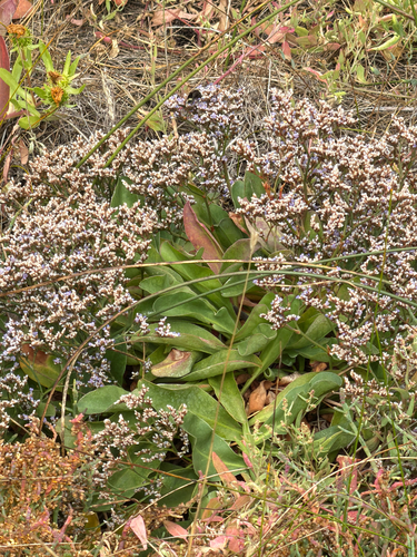 Limonium californicum, photograph 6