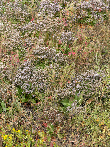 Limonium californicum, photograph 5